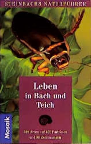 Beispielbild fr Steinbachs Naturfhrer Leben in Bach und Teich. Pflanzen und Wirbellose der Kleingewsser. 399 Arten zum Verkauf von medimops