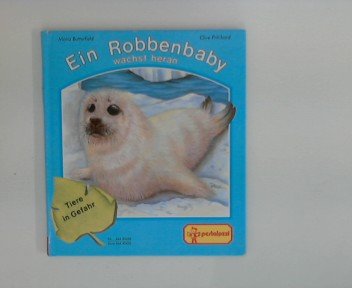 Ein Robbenbaby wächst heran,