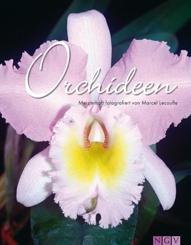 orchideen. meisterhaft fotografiert