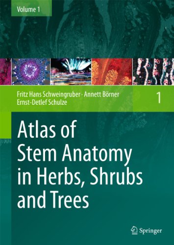 Stock image for Atlas of Stem Anatomy in Herbs, Shrubs and Trees : Volume 1 for sale by Buchpark