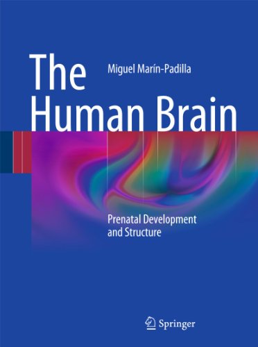 The Human Brain : Prenatal Development and Structure - Miguel Marín-Padilla