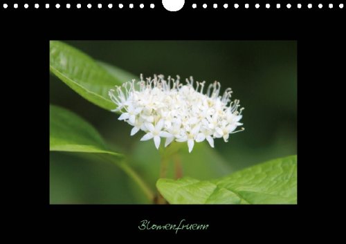 9783660020038: Blomenfrnn (Posterbuch DIN A4 quer): En Farv-Tuur fr de Ogen (14 Seiten)