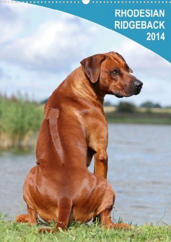 9783660095494: Rhodesian Ridgeback 2014 (Wandkalender 2014 DIN A4 hoch): Wandkalender 2014 (Monatskalender, 14 Seiten)