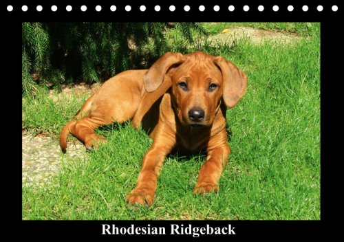9783660270273: Rhodesian Ridgeback Tischkalender Imme