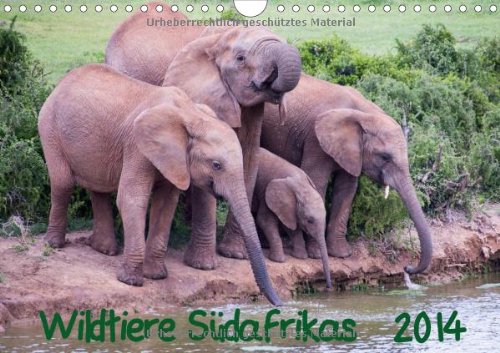 9783660517064: Wildtiere S Dafrikas Geburtstagskale