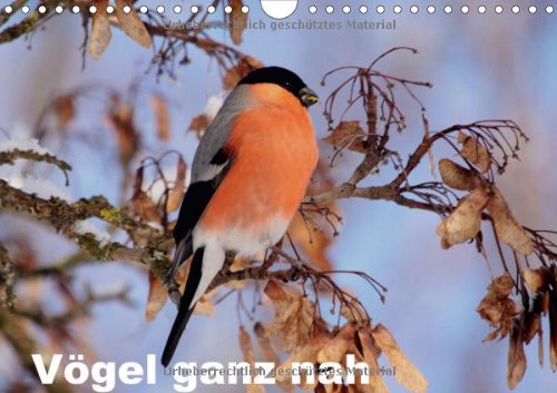 9783660568653: Vgel Ganz Nah Wandkalender 2015 Din