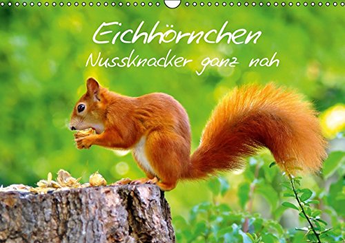 9783660668438: Eichhrnchen Nussknacker Ganz Nah Wan