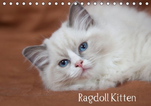 9783660808612: Ragdoll Kitten Tischkalender 2015 Din