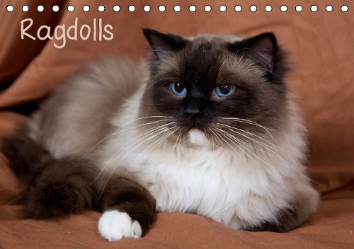 Stock image for Ragdolls (Tischkalender 2015 DIN A5 quer): Sanfte und liebevolle Ragdoll Katzen (Tischkalender, 14 Seiten) for sale by medimops