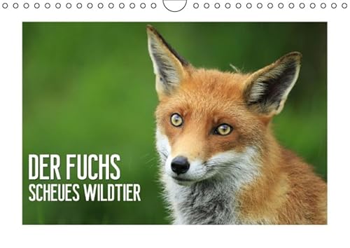 9783660818888: Der Fuchs Scheues Wildtier Wandkal
