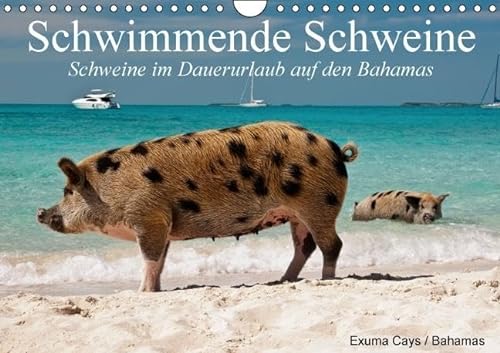 9783664035328: Schwimmende Schweine / Geburtstagskalender (Wandkalender immerwhrend DIN A4 quer): Glckliche Schweine im Dauerurlaub auf den Bahamas (Geburtstagskalender, 14 Seiten)