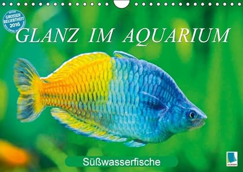 Stock image for Glanz im Aquarium: Swasserfische (Wandkalender 2016 DIN A4 quer): Aquarium: Prachtregenbogenfisch, Marmorskalar & Co. (Monatskalender, 14 Seiten) (CALVENDO Tiere) for sale by medimops