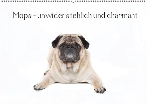 9783664327942: Mops - unwiderstehlich und charmant (Wandkalender 2016 DIN A2 quer): Dieser Kalender zeigt den Mops in verschiedenen Posen in einem reinweiem Kalender. (Monatskalender, 14 Seiten)