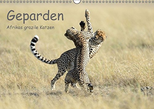 9783664350971: Geparden - Afrikas grazile Katzen (Wandkalender 2016 DIN A3 quer): Wunderschne Portraitaufnahmen dieses faszinierenden Raubtieres (Monatskalender, 14 Seiten)