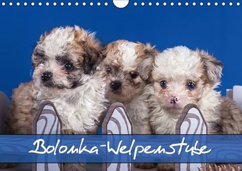 9783664358700: Bolonka Welpenstube (Wandkalender 2016 DIN A4 quer): Bolonka Welpen (Monatskalender, 14 Seiten) (Calvendo Tiere)