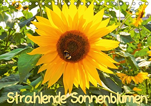 9783665020866: Strahlende Sonnenblumen / CH - Version (Tischkalender 2017 DIN A5 quer): Strahlende Sonnenblumen (Monatskalender, 14 Seiten )