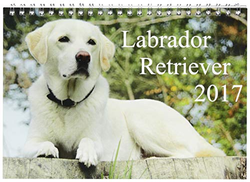 9783665035280: Labrador Retriever 2017 (Tischkalender 2017 DIN A5 quer): Hundekalender - Faszination Labrador (Monatskalender, 14 Seiten )