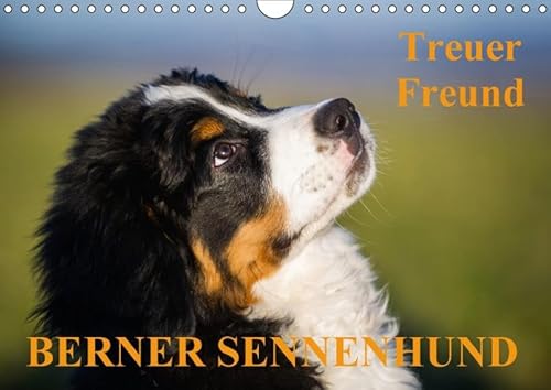 9783665172237: Treuer Freund Berner Sennenhund (Wandkalender 2017 DIN A4 quer): Berner Sennenhunde auf 13 bezaubernden Fotos (Monatskalender, 14 Seiten ) (CALVENDO Tiere)