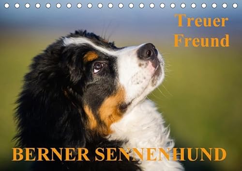 Treuer Freund Berner Sennenhund (Tischkalender 2017 DIN A5 quer): Berner Sennenhunde auf 13 bezaubernden Fotos (Monatskalender, 14 Seiten )