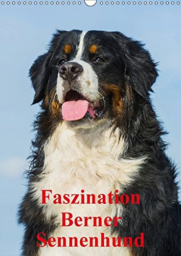 Faszination Berner Sennenhund (Wandkalender 2017 DIN A3 hoch)