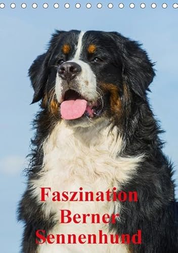 Faszination Berner Sennenhund (Tischkalender 2017 DIN A5 hoch): Auf 13 bezaubernden Fotos begleiten uns Berner Sennenhunde durch das Jahr (Monatskalender, 14 Seiten ) - Sigrid Starick