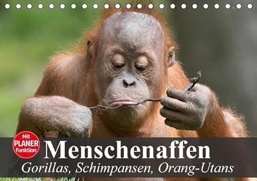 9783665369576: Menschenaffen. Gorillas, Schimpansen, Orang-Utans (Tischkalender 2017 DIN A5 quer): Ein Kalender mit Planerfunktion von unseren faszinierenden ... Dschungel (Geburtstagskalender, 14 Seiten )