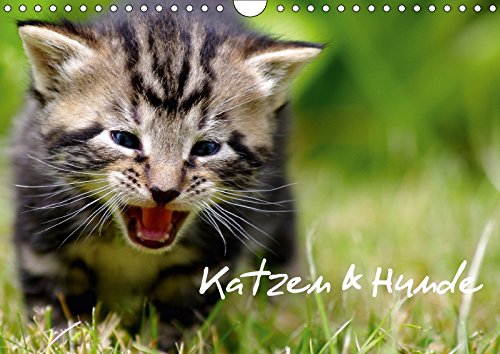 Katzen & Hunde (Wandkalender 2018 DIN A4 quer): Katzen & Hunde in natürlichen Umfeld (Monatskalender, 14 Seiten )