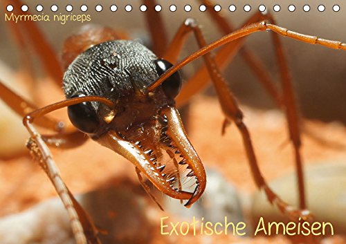Exotische Ameisen (Tischkalender 2018 DIN A5 quer) Dieser erfolgreiche Kalender wurde dieses Jahr mit gleichen Bildern und aktualisiertem Kalendarium ... Roland Störmer (Monatskalender, 14 Seiten ) - Roland Störmer