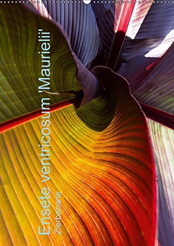 9783665786335: Ensete ventricosum 'Maurielii' - Zierbanane (Wandkalender 2018 DIN A2 hoch): Verstecktes Farbfeuerwerk der roten Zierbanane, immer wieder umwerfende Farbspiele. (Monatskalender, 14 Seiten )