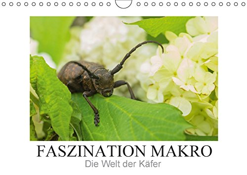 Faszination Makro - Die Welt der Käfer (Wandkalender 2018 DIN A4 quer): 12 zauberhafte Makroaufnahmen entführen Sie in die Welt der einheimischen ... wieder anders. (Monatskalender, 14 Seiten ) - Andrea Potratz
