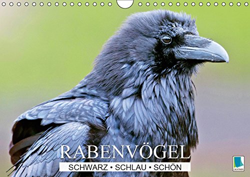 Stock image for Rabenvgel: Schwarz, schlau, schn (Wandkalender 2019 DIN A4 quer): Rabenvgel: Ist der Ruf erst ruiniert (Monatskalender, 14 Seiten ) for sale by Revaluation Books