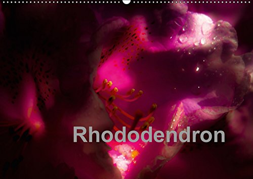 9783669613651: Rhododendron (Wandkalender 2019 DIN A2 quer): Rhododendronblten im Licht (Monatskalender, 14 Seiten )