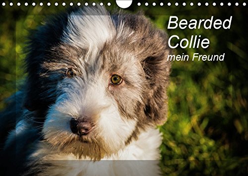 Beispielbild fr Bearded Collie, mein Freund (Wandkalender 2019 DIN A4 quer): Ein britischer Htehund (Monatskalender, 14 Seiten ) (CALVENDO Tiere) zum Verkauf von medimops