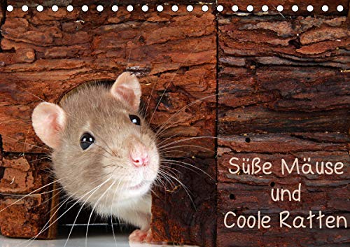 Süße Mäuse und Coole Ratten / CH-Version (Tischkalender 2021 DIN A5 quer) : Mäuse- und Ratten-Fotos, die man nicht jeden Tag sieht (Monatskalender, 14 Seiten ) - Klaus Eppele