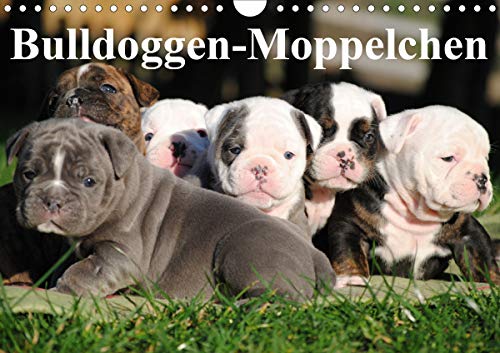 Beispielbild fr Bulldoggen-Moppelchen (Wandkalender 2021 DIN A4 quer) zum Verkauf von medimops