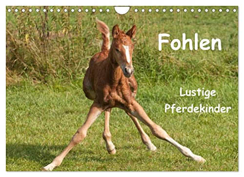 Beispielbild fr Fohlen - Lustige Pferdekinder (Wandkalender 2023 DIN A4 quer), Calvendo Monatskalender zum Verkauf von medimops
