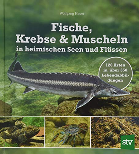 Beispielbild fr Fische, Krebse & Muscheln in heimischen Seen und Flssen -Language: german zum Verkauf von GreatBookPrices