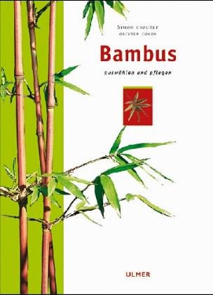 Bambus: Auswählen und pflegen