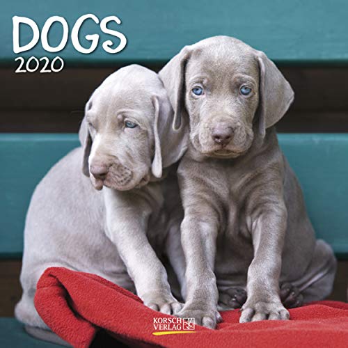 Imagen de archivo de Dogs 2021: Broschrenkalender mit Ferienterminen. Hunde und Welpen. 30 x 30 cm a la venta por medimops