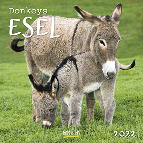 Stock image for Esel 2022: Broschrenkalender mit Ferienterminen und Bildern von sen Eseln. 30 x 30 cm for sale by medimops