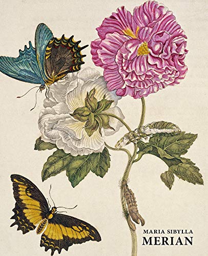 Maria Sibylla Merian. - Daniel Kiecol