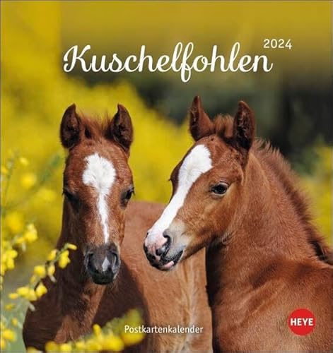 Beispielbild fr Kuschelfohlen Postkartenkalender 2024 zum Verkauf von medimops