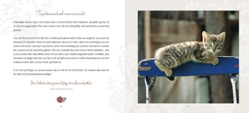 Beispielbild fr Katzenweisheiten. zum Verkauf von Antiquariat Renate Wolf-Kurz M.A.