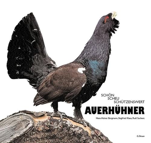 Stock image for Auerhhner: Schn, scheu, schtzenswert for sale by medimops