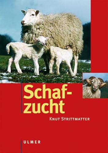 Stock image for Schafzucht for sale by medimops