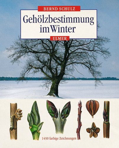 Gehölzbestimmung im Winter - Schulz, Bernd