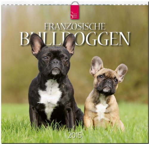 9783800353279: Franzsische Bulldoggen 2015 - Original Strtz-Kalender - Mittelformat-Kalender 33 x 31 cm