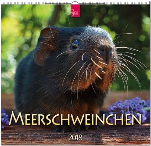 Beispielbild fr MEERSCHWEINCHEN: Original Strtz-Kalender 2018 - Mittelformat-Kalender 33 x 31 cm zum Verkauf von medimops