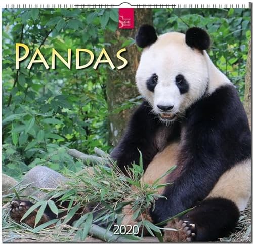 Beispielbild fr Pandas: Original Strtz-Kalender 2020 - Mittelformat-Kalender 33 x 31 cm zum Verkauf von medimops
