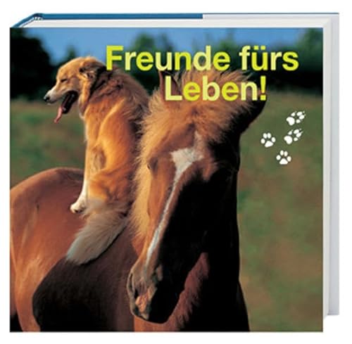 Freunde fürs Leben - Stefanie, Koch